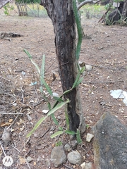 Selenicereus costaricensis