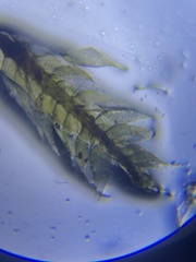 Sematophyllum adnatum