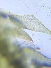 Sematophyllum adnatum