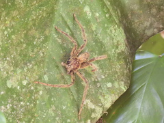 Cupiennius coccineus