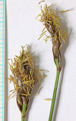 Carex simulata