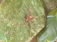 Cupiennius coccineus