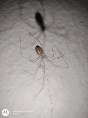 Pholcus phalangioides