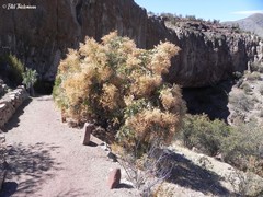 Spinoliva ilicifolia