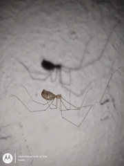 Pholcus phalangioides