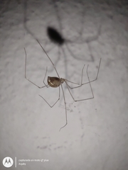 Pholcus phalangioides