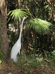 Ardea alba