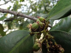 Corynocarpus rupestris arborescens