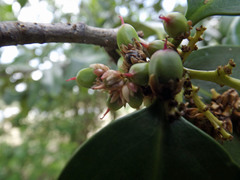 Corynocarpus rupestris arborescens