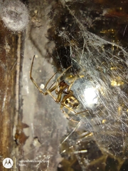 Steatoda triangulosa