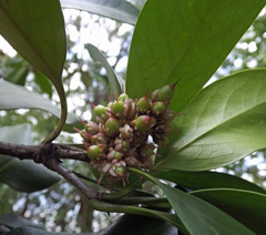 Corynocarpus rupestris arborescens