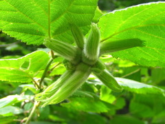 Corylus sieboldiana