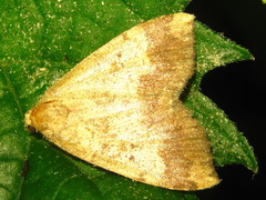 Scedopla diffusa