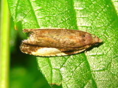 Statherotmantis shicotana