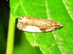 Statherotmantis shicotana