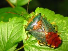 Acanthosoma denticaudum