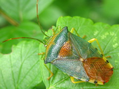 Acanthosoma denticaudum