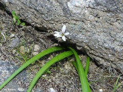 Tecophilaea violiflora