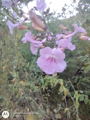 Fridericia patellifera