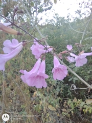 Fridericia patellifera