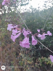 Fridericia patellifera