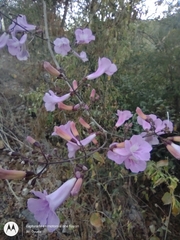 Fridericia patellifera