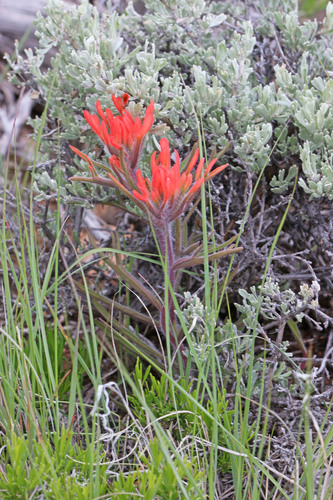 Desert Paintbrush