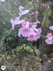 Fridericia patellifera