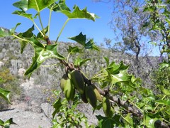 Vasconcellea chilensis