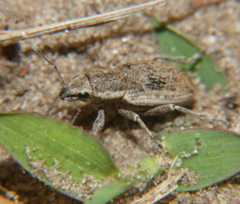 Tanymecus confusus