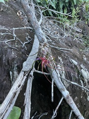 Tillandsia bulbosa