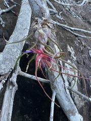 Tillandsia bulbosa