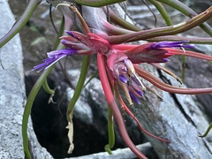 Tillandsia bulbosa