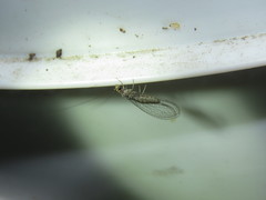 Eremochrysa punctinervis