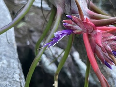 Tillandsia bulbosa