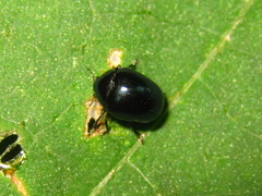 Oomorphoides