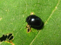 Oomorphoides