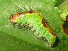 Acronicta adaucta