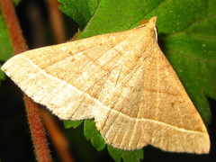Paracolax trilinealis
