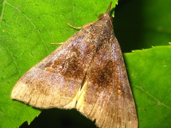 Hypena trigonalis