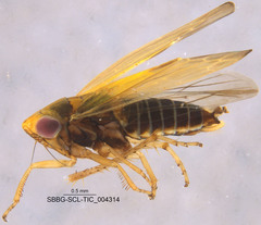 Gloridonus