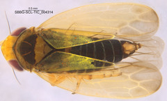 Gloridonus