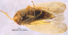 Gloridonus