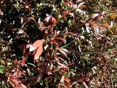 Alectryon diversifolius