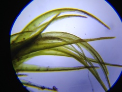 Dicranum pallidisetum