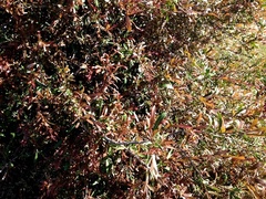 Alectryon diversifolius