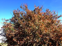 Alectryon diversifolius