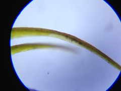 Dicranum pallidisetum