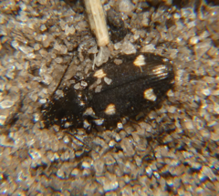 Tetragonoderus laevigatus