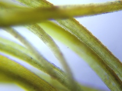 Dicranum pallidisetum